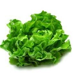 Picture of Green Oak - Lettuce