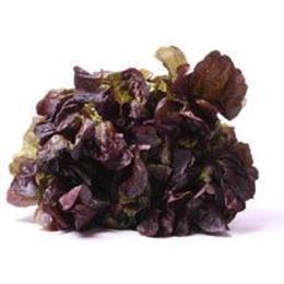 Picture of Red Oak - Lettuce
