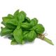 Picture of Basil Bunch