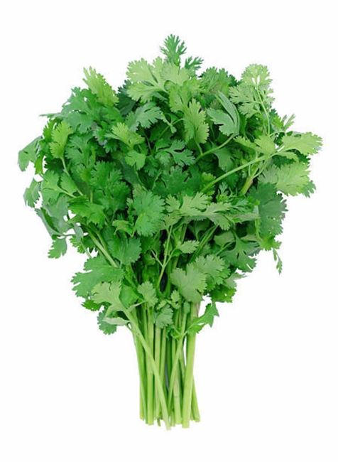 Picture of Coriander Bunch