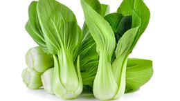 Picture of Bok Choy