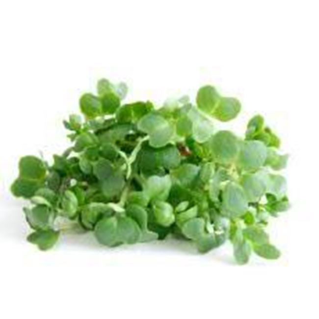 Picture of Watercress Bunch