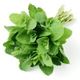 Picture of Mint Bunch