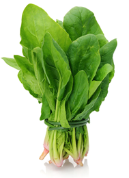 Picture of Spinach - English 
